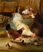 unknow artist Poultry 091 china oil painting reproduction